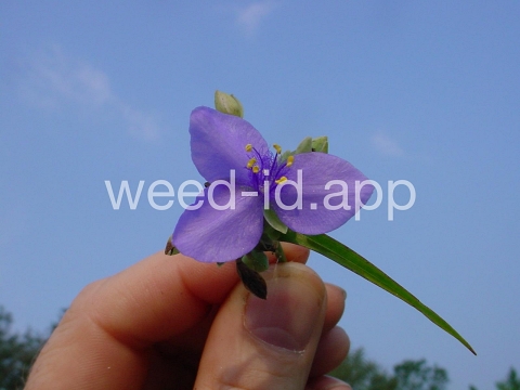 spiderwort, common